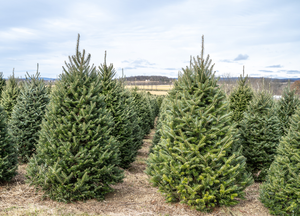 Rows of Trees