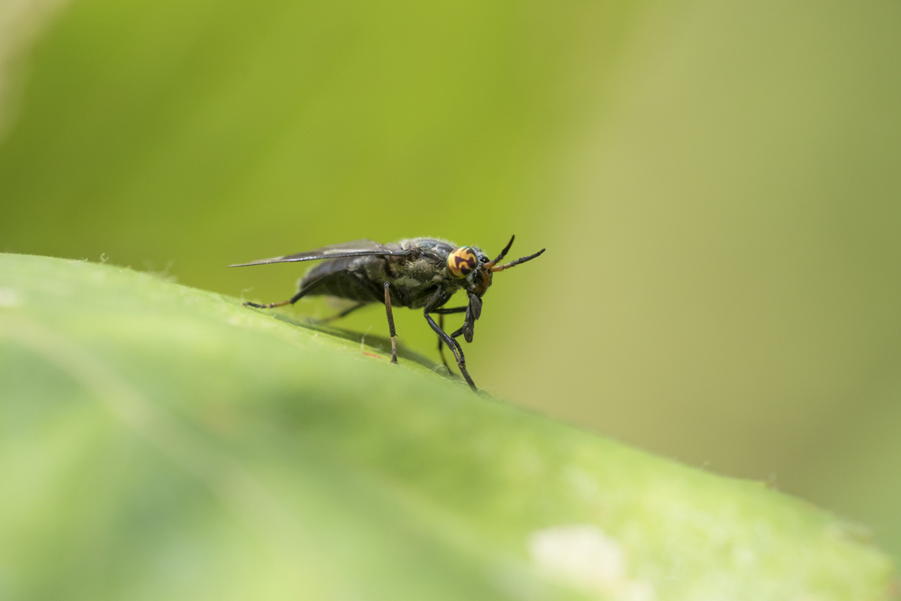 Deer fly on a leaf (Chrysops excitans)