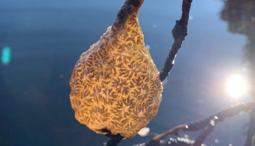 A bryozoa