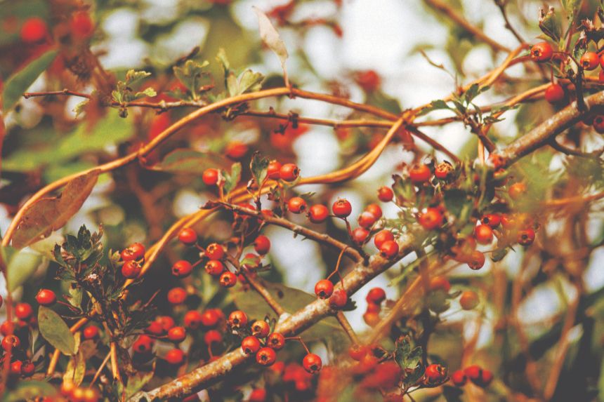 Fireberry hawthorn in the fall