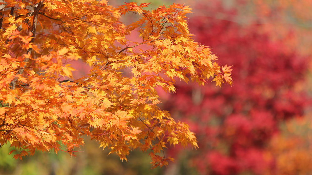 Close up of a sugar maple in fall
