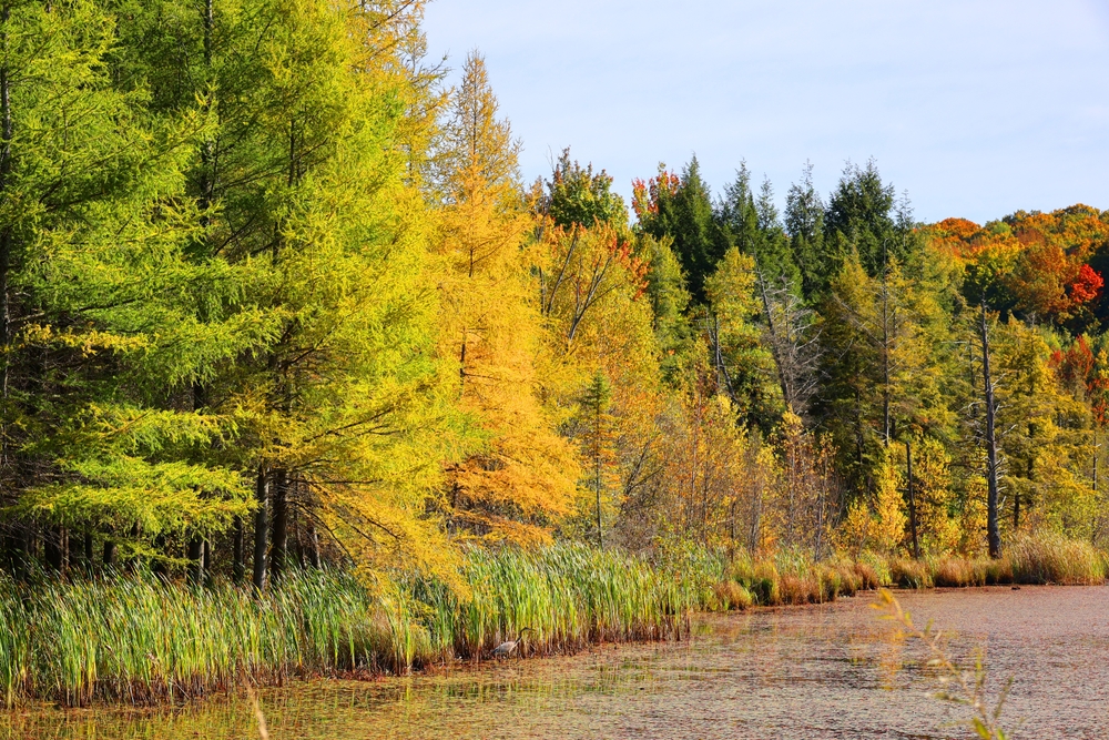 A stand of tamarack trees in fall