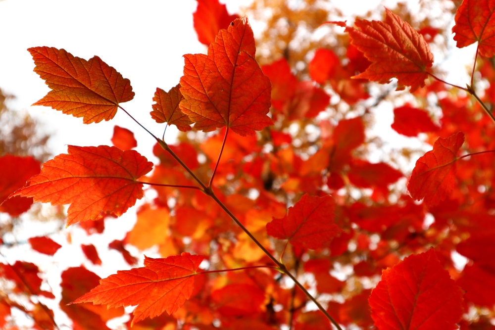 A mountain maple's red leaves in fall