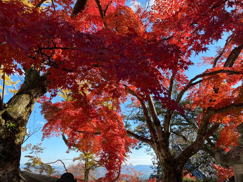 A red maple with red leaves in fall