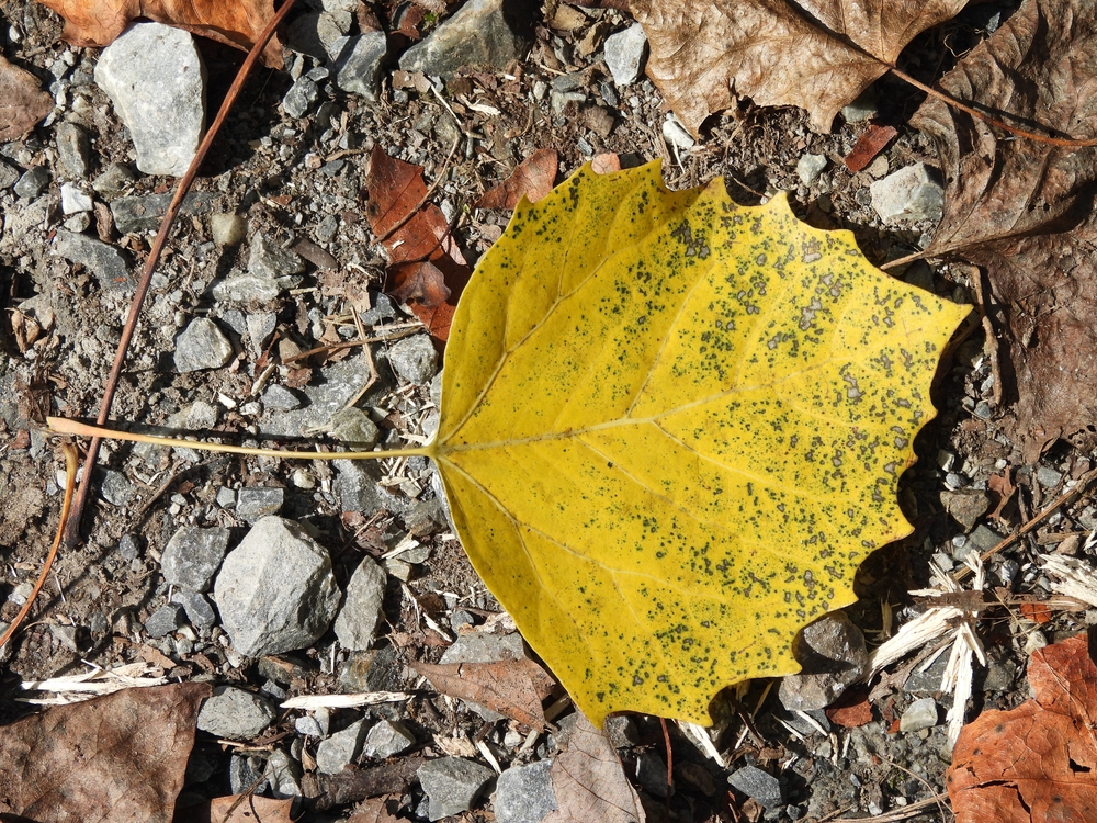 A largetooth aspen leaf lying on the ground