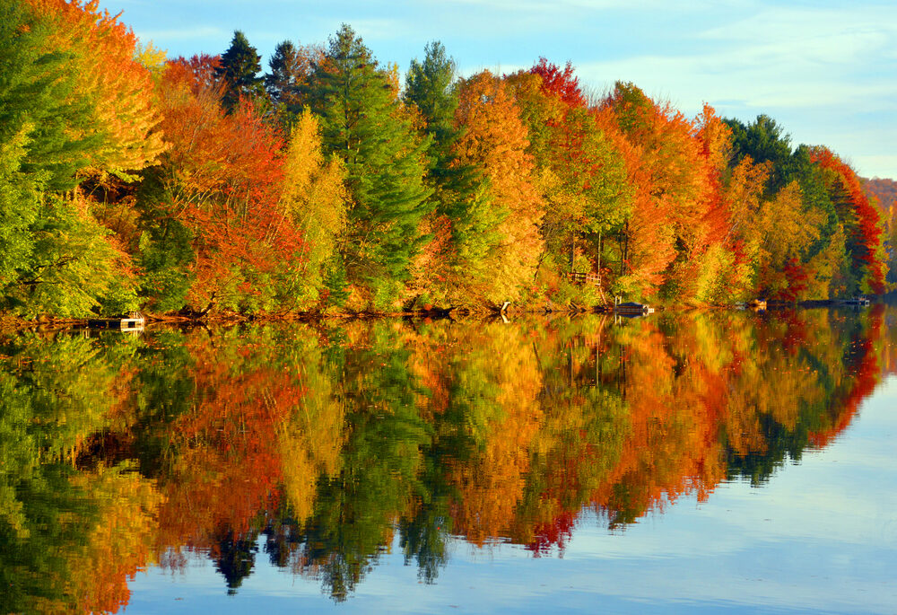 Changing Leaves