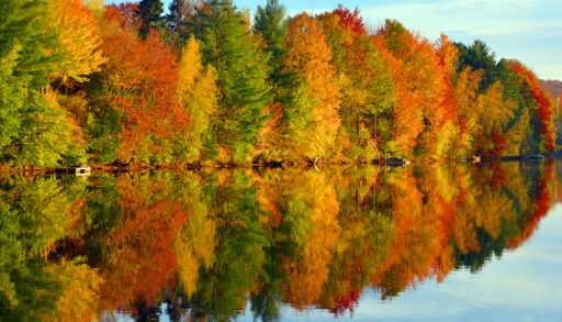 Changing Leaves