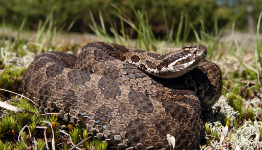 Venomous Snake