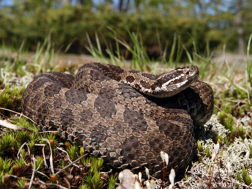 Venomous Snake