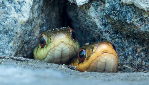 Two garter snakes peeking out from rocks