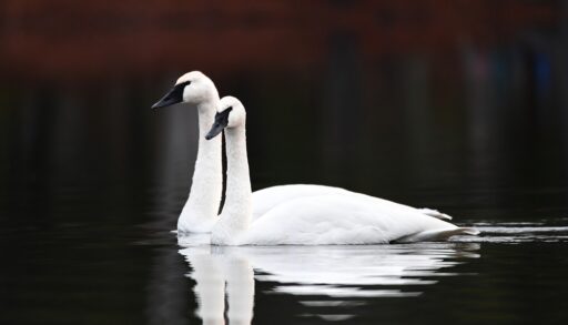 Waterfowl