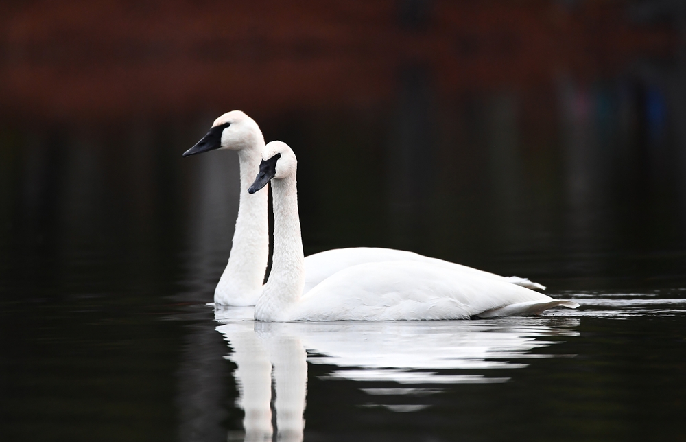 Waterfowl