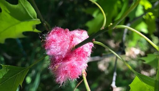 A fuzzy pink oak gall