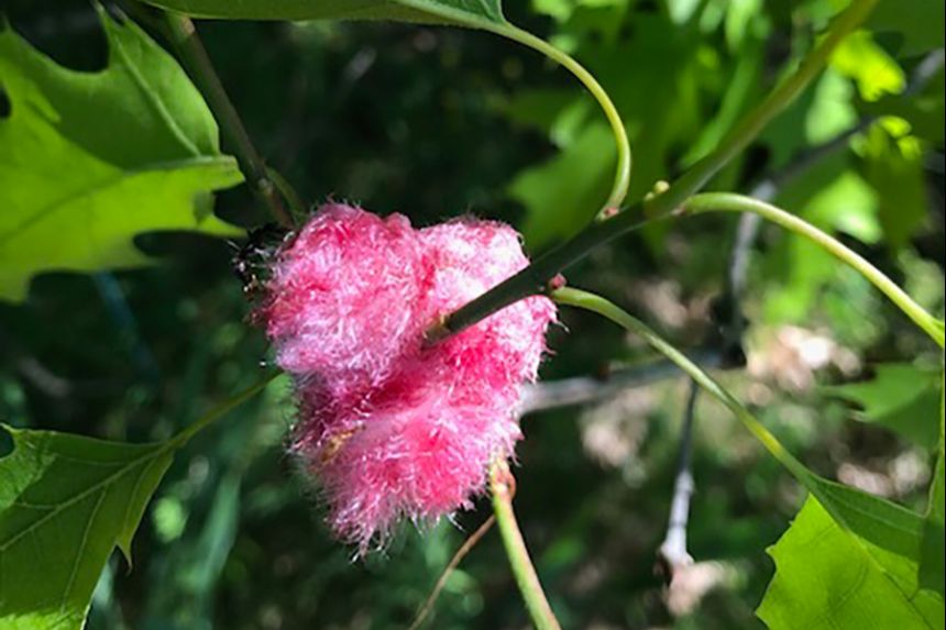 A fuzzy pink oak gall