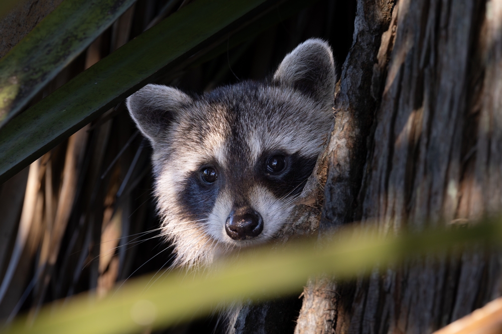 Young Raccoon peeking its head out from the shadows of a tree