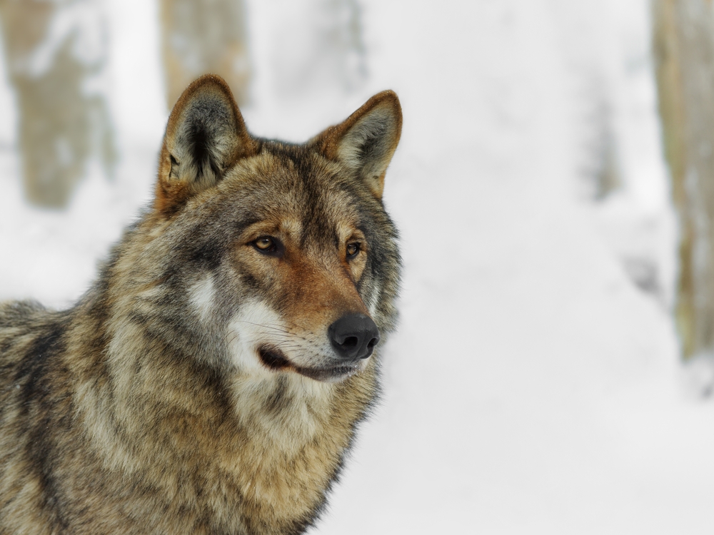 Gray wolf portrait on blurred background