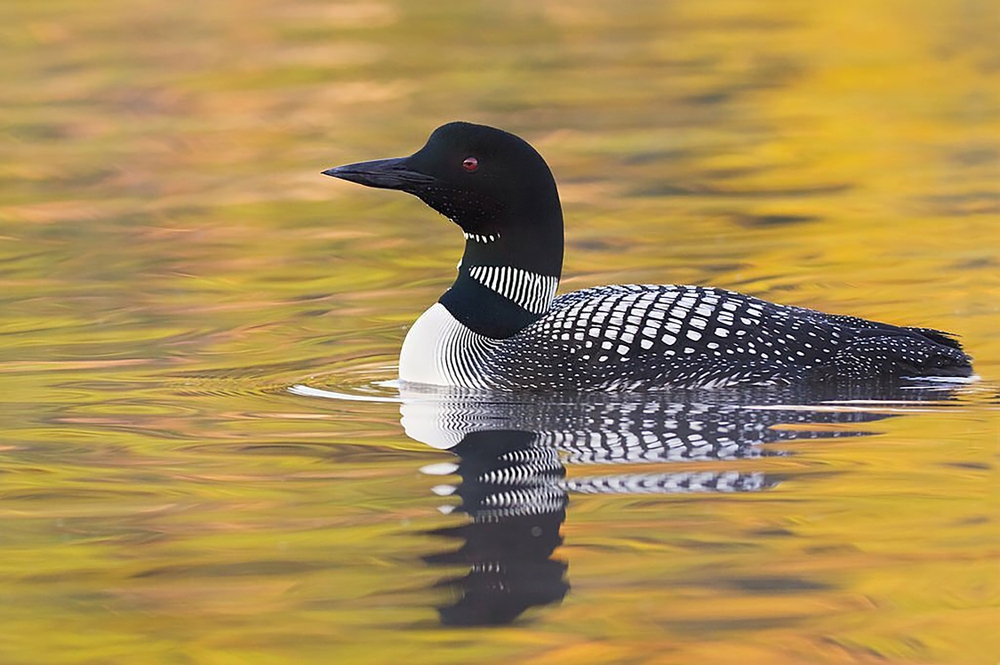 A photo of a common loon in the lake