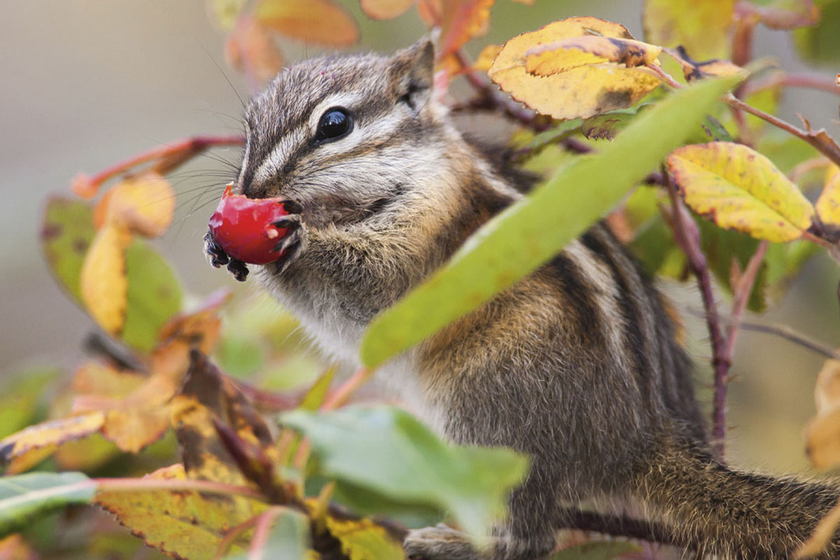 A least chipmunk eating a berry