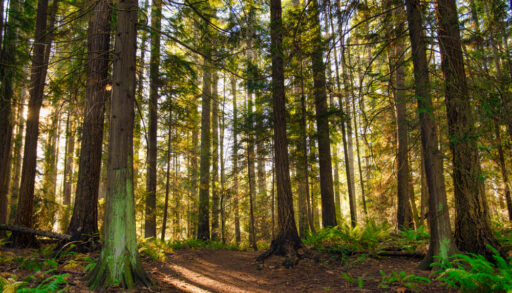 Sunrays filtering thru the forest foliage in a Vancouver Island provincial park, British Columbia, Canada